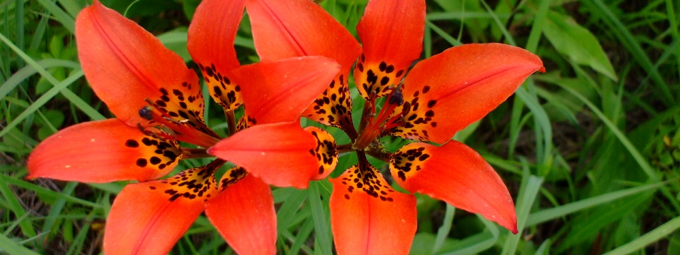 Lilium philadelphicum (Wood Lily)