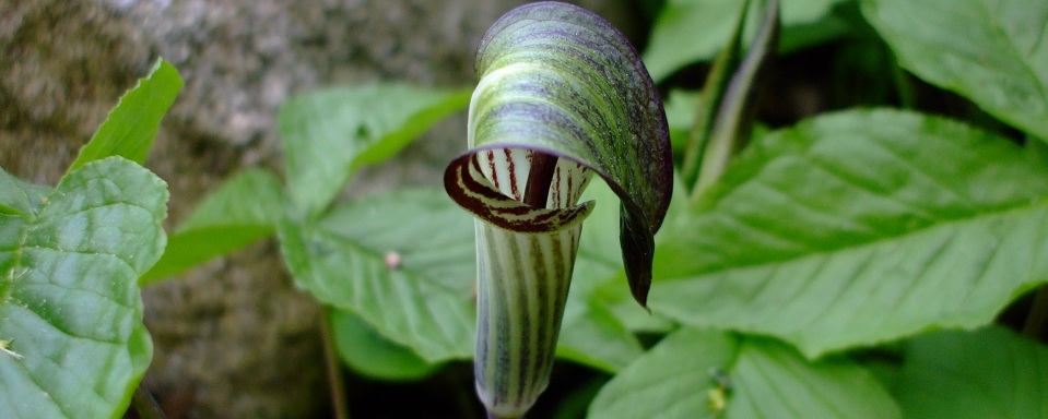 Arisaema triphyllum (Jack-in-the-Pulpit)