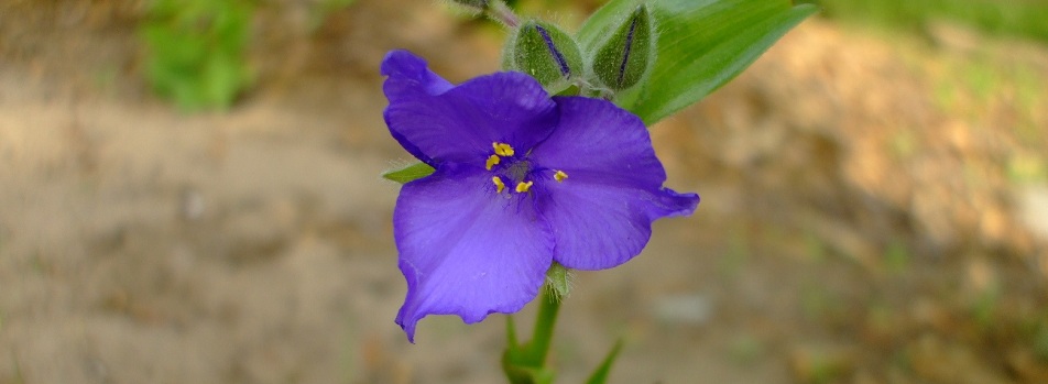 Tradescantia bracteata (Prairie Spiderwort)