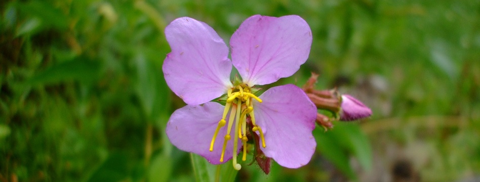 Rhexia virginica (Meadow Beauty)
