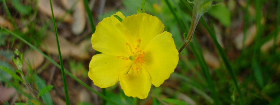 Helianthemum canadense (Frostweed)