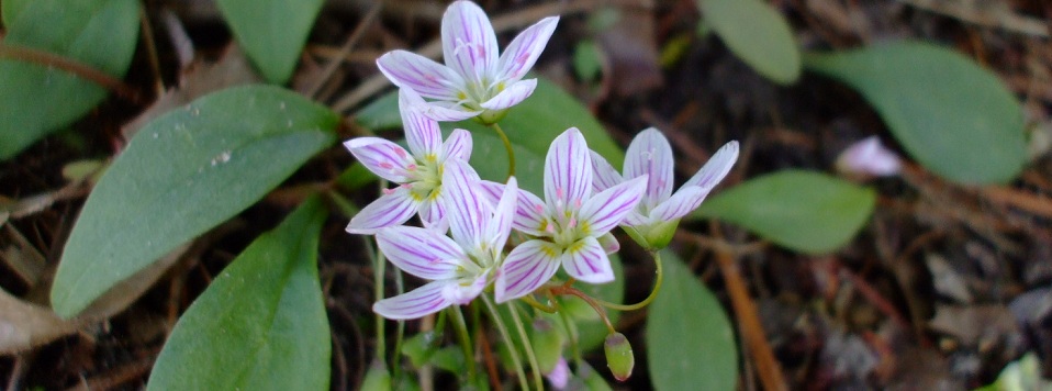 Claytonia caroliniana (Carolina Spring Beauty)