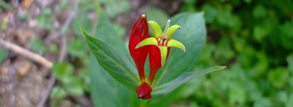 Spigelia marilandica (Indian Pink)