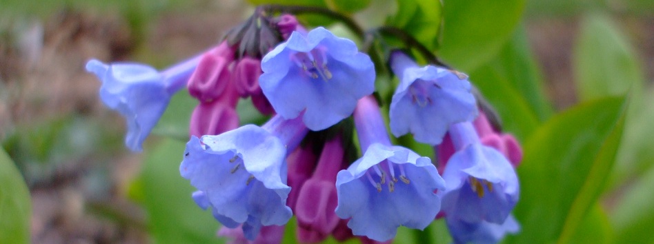 Mertensia virginica (Virginia Bluebells)