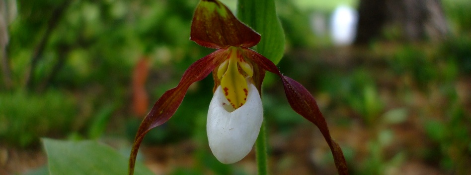 Cypripedium montanum (Mountain Lady Slipper)