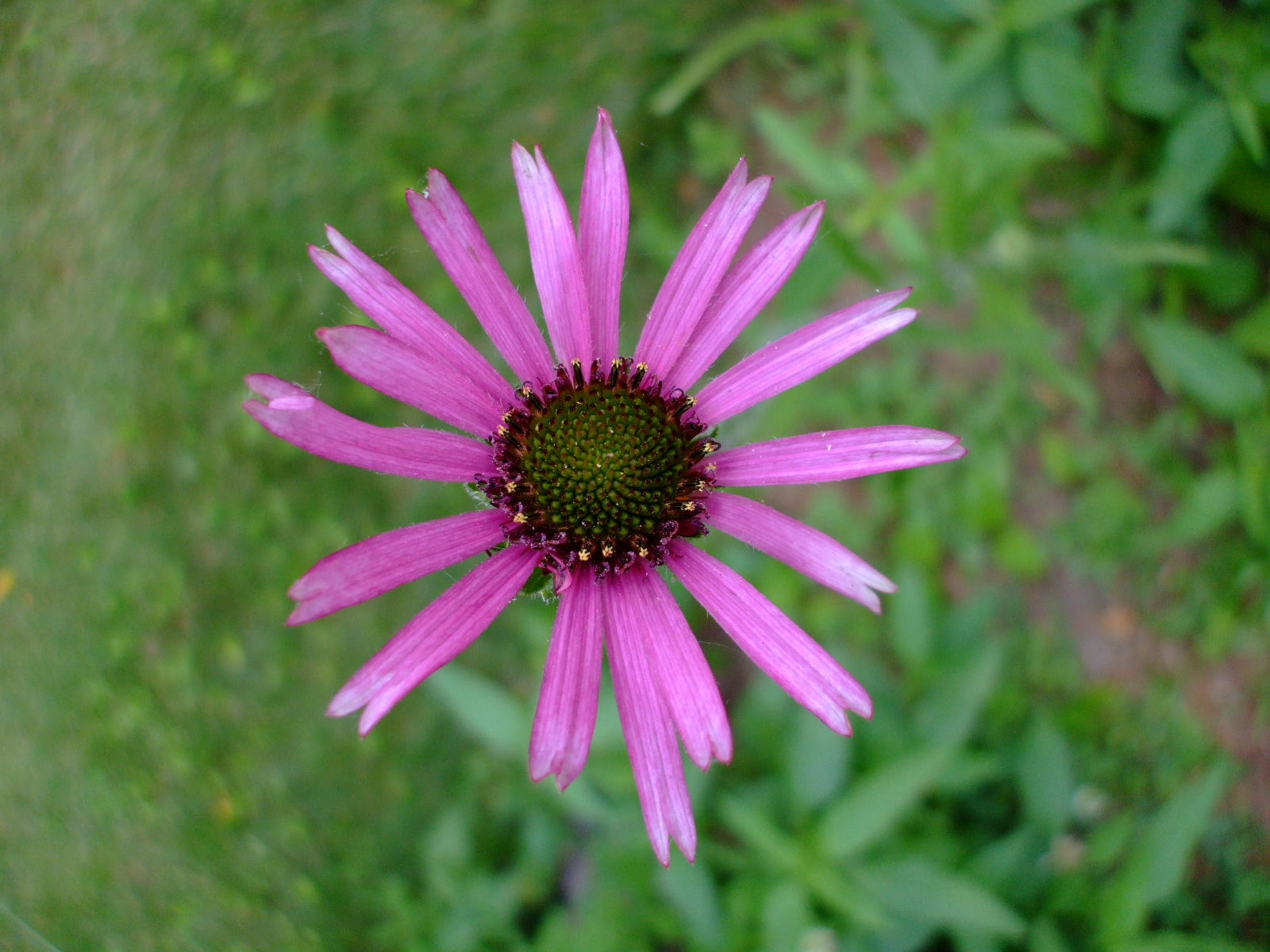 purple coneflower seedling identification purple coneflower seedling identification