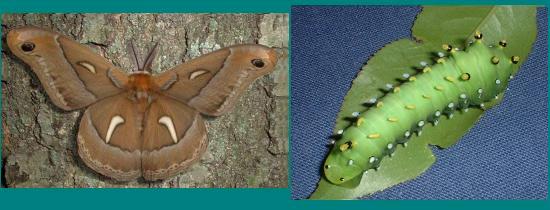 Male Euryalis Moth and Larva.